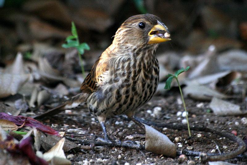 frieda 024.jpg - Dikbekwerwer wyfie  Thickbilled Weaver